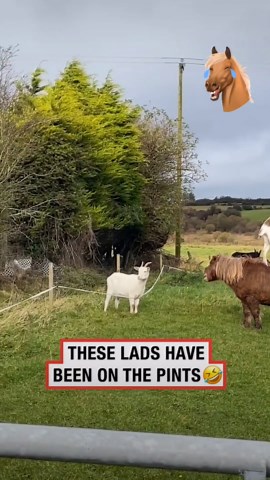 streamhorse: funny irish animals: goat stands on pony