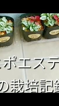 ヒポエステスの栽培記録4～5
