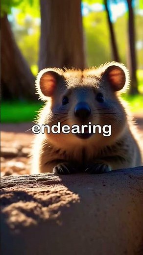 The Quokka..#facts #wildlifecreation #animals #wildlife