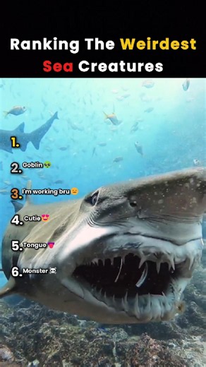 Ranking The Weirdest Sea Creatures 🤯