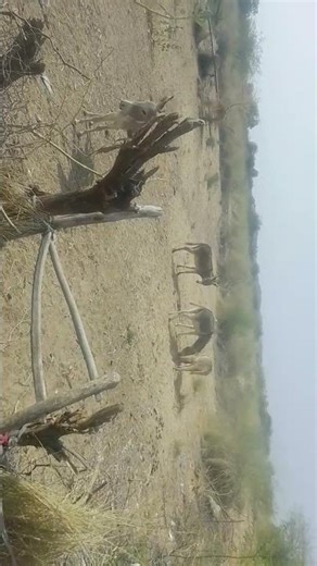 Funny Donkey Moments That Will Make You Laugh 😂