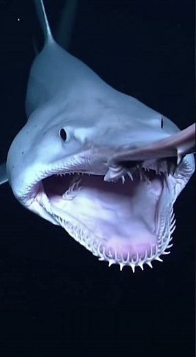 Goblin Shark Jaw Shoots Out: Alien Predator? 👽 | BeastBiteFacts