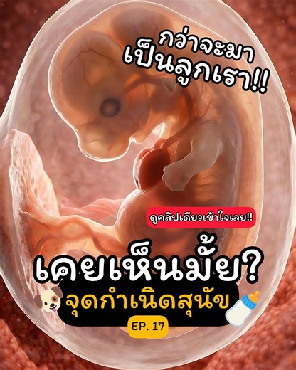 EP 17 : กว่าจะมาเป็น "ลูก" ของเรา 🐶 ส่องพัฒนาการลูกหมาในท้องแม่แบบ Day-by-Day (คลิปนี้มีคำตอบ!) 📌 #เซฟและแชร์เก็บไว้ดูนะคะ คลิปนี้ "ห้ามเลื่อนผ่าน" เด็ดขาด! 🧬🐶 เพราะนี่คือไทม์ไลน์การกำเนิดชีวิตที่ละเอียดที่สุด! จากวุ้นใสๆ ในวันแรก กลายมาเป็นเจ้าตัวแสบในวันที่ 63... ร่างกายเขาเปลี่ยนแปลงไปขนาดไหน? ข้าวโพดสรุปบทบรรยายมาให้ "อ่านตามคลิป" ได้เลยค่ะ! 👇 .................... 🔴 ระยะที่ 1: ก่อร่างสร้างตัว (Day 0-12) 🔴 ระยะที่ 2: ปั้นอวัยวะ (Day 13-35) 🔴 ระยะที่ 3: ขยายร่าง & เตรียมคลอด (Day 36-63