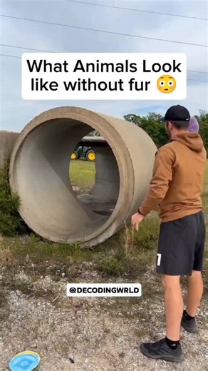 Decoding Worlds – Nature’s Darkest Secrets | 😨🧬 How Animals Look Without Fur Fur hides more than warmth… it hides the truth. 🦴 Alien Shapes: Familiar animals suddenly look... | Instagram