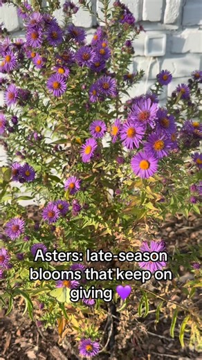 Skip the mums this fall and celebrate asters instead…  These native perennials bring vibrant late-season color right when pollinators need it most. 曆 Unlike mums, which are often bred just for show, asters provide real nectar and pollen to fuel bees, butterflies, and other pollinators as they prepare for winter. A little more life, a lot more purpose.  #flowers #garden #aster #pollinators #fallblooms #nature | Sandy Acres Farm | Facebook