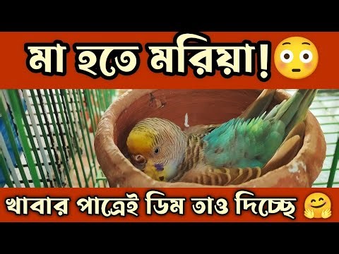 মা হতে মরিয়া! 😢 একা হয়েও ডিমে তাপ দিচ্ছে রাগিনী | Budgie Story