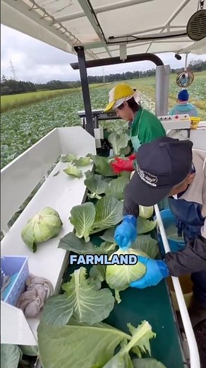 Smart Cabbage Harvesting Machine in Action