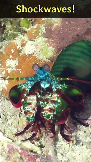 🦐💥 The Fastest Acceleration in Nature: The Mantis Shrimp's Punch