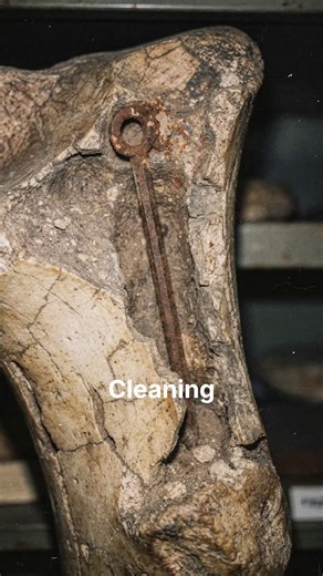 Needle Found Inside 80 Million-Year-Old Dinosaur Bone