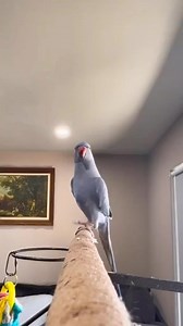 😂😂😂 - Need some high quality, natural, bird and cat toys??? Use promo code Tweety20 at the link in bio for 20% off! - 📸 Credit: @thebluerio TikTok 🐥 FOLLOW @tweety.the.love.bird 🐥 FOLLOW @tweety.the.love.bird 🐥 FOLLOW @tweety.the.love.bird - #tweety #tweetyandfriends #tweeticus #tweetythelovebird #birds #pets #cute #funny #animallovers #photooftheday | Tweety and Friends