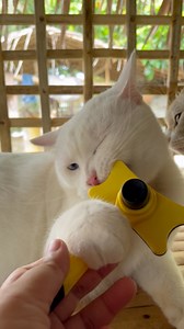 Sir, That’s Not Food! 🤦🏻‍♀️ | Callie and Fluffy