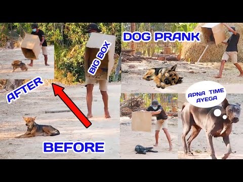 Big Box Prank on Dog | Dog Prank 2024 | New Dog prank | Do Not Try Laugh #dogprankvideo #prank #on