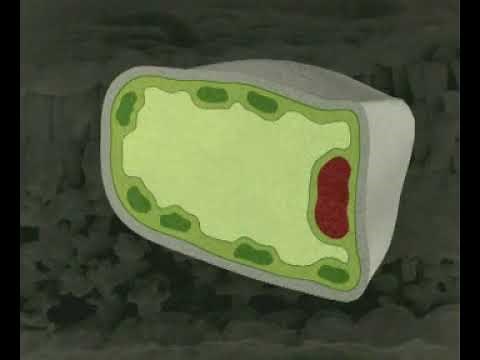 Plant cells under the microscope