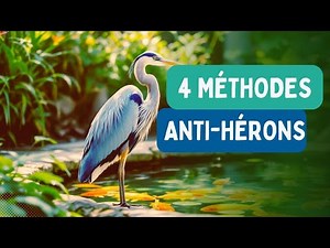How to scare herons away from a pond? 4 methods