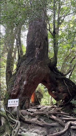 白谷雲水峡 くぐり杉 #屋久島 #白谷雲水峡 #絶景 #自然 #旅行 #観光 #yakushima #shirataniunsuikyo #kagoshima