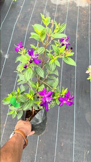 Melastoma Violet Plant 🌿 | Stunning Purple Flowering Plant | Care Tips & Growing Guide