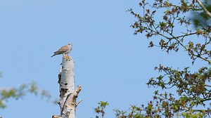 A turtle dove and a nightingale. The ultimate duet! 🎶 Have you heard or seen any turtle doves recently? Listen out for their 'turr' call, which explains their name. 🐢🕊 📽 Phil James (@musicalbirder94) | Essex Wildlife Trust