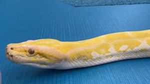 Python that escaped Blue Zoo in Mall of Louisiana located