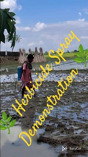 🌿 Herbicide Spray for Weed Control. Application Tips & Results 🌿#AgricultureLife #SprayingHerbicides