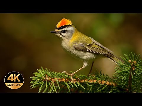 Firecrest (Regulus ignicapilla). Singing birds 4K Ultra HD.