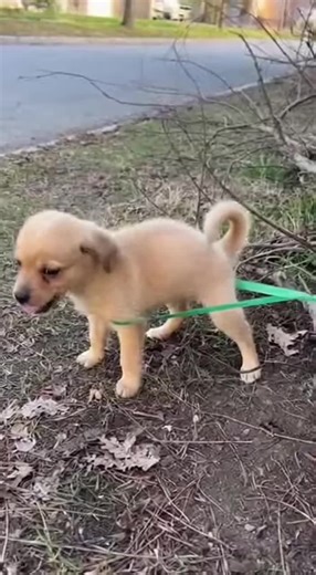 He was tangled 😨 #rescueanimals