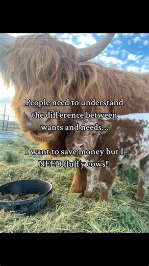 Just being honest #fluffy #fluffycow #cow #cows #cute... #Shorts #anabelle.vangiller