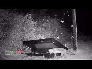 Fuchs an Dose Rößler Kofferfalle