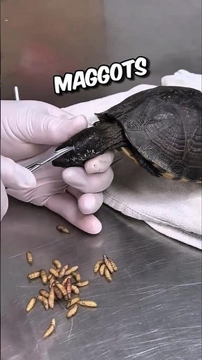 Helping sea turtle badly infested with maggots 🥺 #animals #animalstories #turtle #shorts