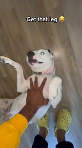 About to get that leg 😂😂😂😂 | Josh Butler