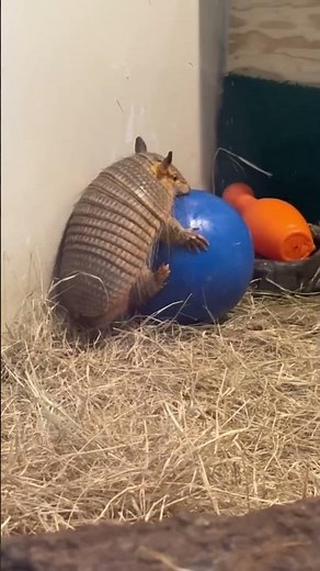 Adorable Baby Armadillo Plays With Ball! #armadillo #baby #babyanimals #pets #cuteanimals #play