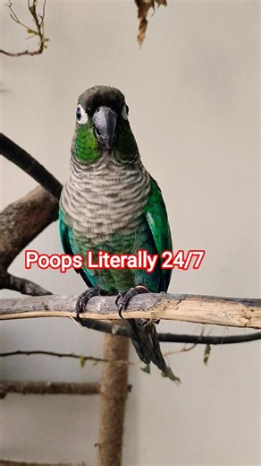 My Bird is a Nonstop Poop Machine!💩