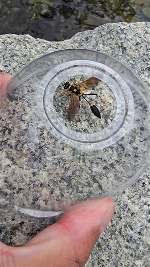 Catch a slender-waisted insect #insects #wasp #nature
