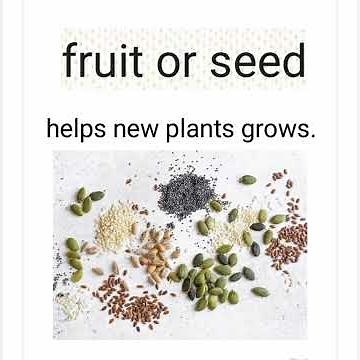 “Parts of a Plant for Class 3 Pupils | #Science Lesson + Free Worksheet”#class3 #partofaplant