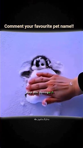 cute baby penguin and dancing in the snow