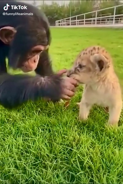 DreamWorks Animals: Fun and Life with Toya Aoyagi