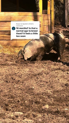 Optimal Breeding Time for Gilt: A Guide