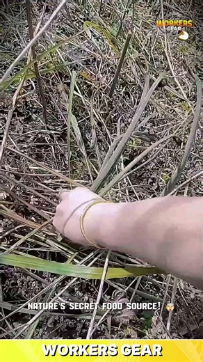 Hand-Gathered Wild Plants for Traditional Foraging and Natural Food Collection in Rural Forests