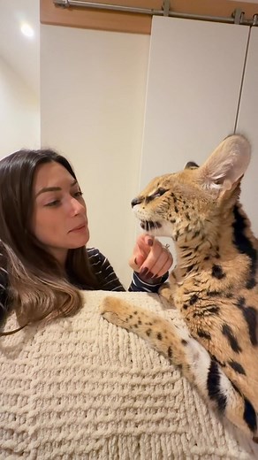 My welcome home 🤎🤎 | Chloe the Serval