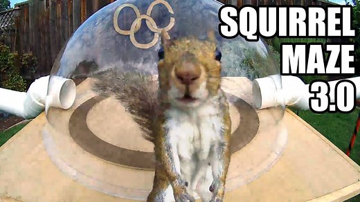 Mark Rober's Backyard Squirrel Maze 3.0: This Time It's the Squirrel Olympic Games