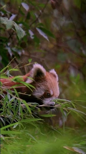 Red Panda’s Secret “False Thumb” That Helps It Eat Bamboo
