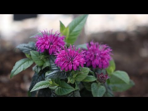 Leading Lady Plum® Bee Balm | Fragrant, Pollinator-Friendly Perennial