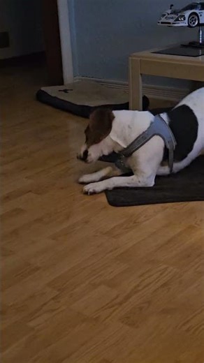 beagle puppy Louie vs stink bug