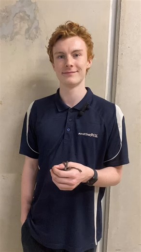 macarthurpets. on Instagram: "🐍✨ Meet Our Baby Children’s Python Snakes! ✨🐍 Dylan is chatting with Sheridan all about these gorgeous baby Children’s Pythons, a popular choice for both beginner and experienced reptile keepers. 🟢 Basic Care Needs: • Enclosure: Secure vivarium with hiding spots and climbing opportunities • Temperature: Warm end around 30–32°C, cool end 24–26°C • Heating: Heat mat or heat source with a thermostat • Substrate: Paper, aspen, or reptile-safe bedding • Water: Fresh, 