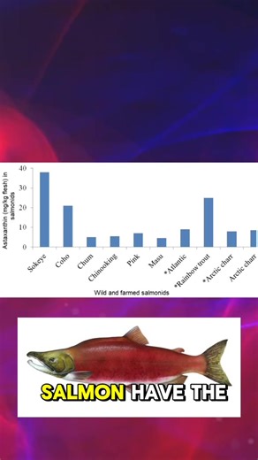 Curious about why salmon come in different shades of red, orange, and pink? It all comes down to a fascinating compound called astaxanthin! In our latest video, we dive into how this carotenoid affects salmon color and why some species are redder than others. Discover how the diet and species of salmon influence their vibrant hues. Watch now to learn more! #SalmonScience #Astaxanthin #SeafoodLovers #MarineBiology #FoodFacts #SustainableFishing #HealthyEating #Aquaculture #IconthinBiotech #fishfa