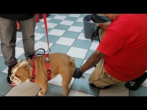 English Bulldog Breeding | Collection & Artificial insemination