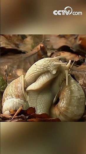 How many teeth does a snail have| CCTV English