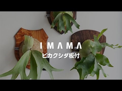 ビカクシダ板付動画