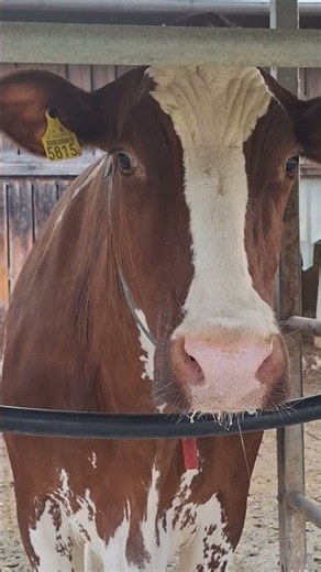 Inside the cow barn #cow #farm #farming