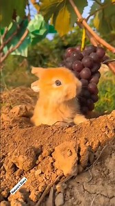 Rabbit eating watermelon