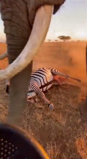 A pack of hyenas attacked a pregnant zebra, but a lion came and saved the zebra.